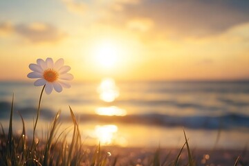Poster - Delicate daisy flower illuminated by the setting sun near the sandy beach : Generative AI