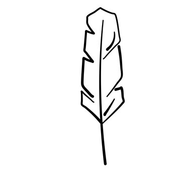Graphical mono line feathers
