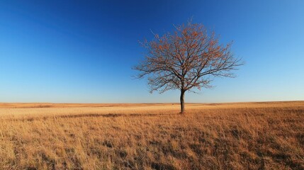 Poster - A single cherry tree standing in an open grassy field under a clear blue sky.