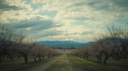 Poster - A vast orchard of cherry trees in the distance, framed by a cloudy sky.