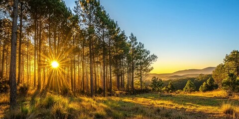 Poster - A vibrant pine tree forest bathed in golden sunlight during sunrise.