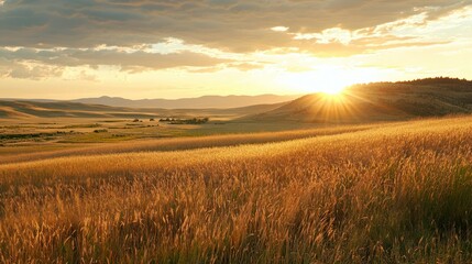 Poster - A wide-open field of wheat glowing under the soft golden hues of a setting sun.