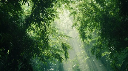 Aufkleber - A lush green background filled with tall trees and sunlight dappling through the leaves.