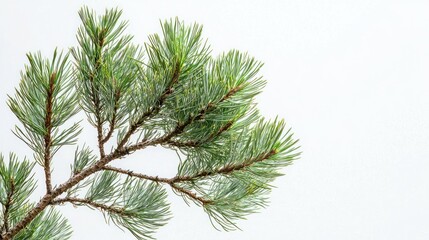 Poster - A pine tree isolated against a white background, showcasing its details.