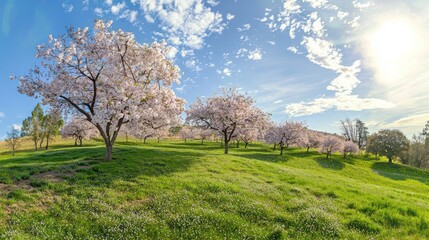 Poster - A scenic hillside covered with cherry blossom trees under a bright blue sky.