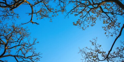 Poster - A serene blue sky over a rural landscape, framed by tree branches.