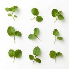 Poster - Nine Fresh Mint Sprigs Arranged on a White Surface Ideal for Culinary Creations : Generative AI