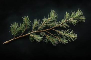 Aufkleber - Fresh green pine branch isolated on a dark background showcasing rich foliage and texture : Generative AI