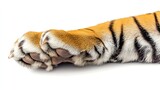 Closeup single tiger paw white background, highly detailed, wildlife animal part focus