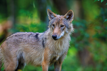 Wall Mural - wolf in summer forest. wildlife scene from nature. wild animal in the natural habitat