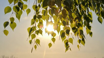 Wall Mural - Sunlit Leaves: Sun shining through delicate green leaves creating a beautiful play of light and shadow, capturing the essence of serenity and natural beauty.