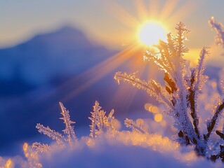 Wall Mural - frosty plant at sunrise with sun rays and snowy mountain background.