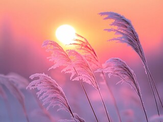 Wall Mural - frost-covered pampas grass silhouetted against a vibrant sunset.