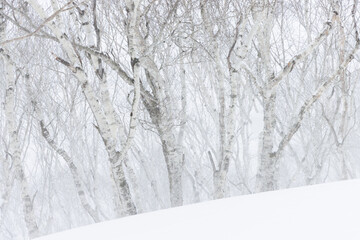 Wall Mural - snow drifting in front of white birch trees in winter landscape