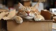 © GRACE - Content ginger cat sleeping comfortably in cardboard box