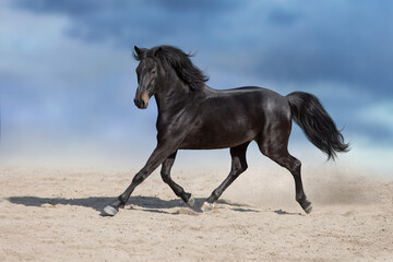 Wall Mural - black horse running