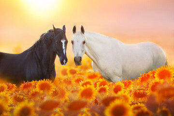 Wall Mural - two horse in sunflowers at sunset