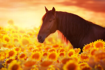 Wall Mural - horse at sunset