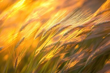 Poster - Golden sunlight illuminating soft grasses swaying gently in the breeze during sunset