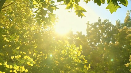 Wall Mural - Golden morning sunlight filters delicate green leaves linden tree highlighting beauty springtime warm glow