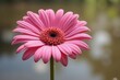 © Ketpro.Design - Close up of a pink Gerbera flower in soft focus with a bokeh water background. Copy space image. Place for adding text and design-