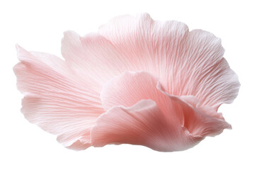 Poster - Soft pastel pink petal features a gentle blur and an ethereal glow, showcasing botanical elegance. Isolated against transparent background, it embodies dreamlike beauty.