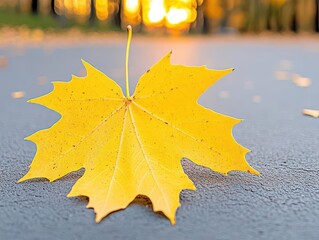 Fototapete - A yellow maple leaf lies on the asphalt in an autumn park