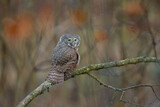 Pygmy owl - sóweczka 