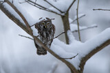 Pygmy owl - sóweczka 