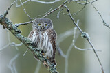 Pygmy owl - sóweczka 