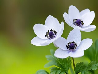Aufkleber - View of flowering wood anemone in spring within a serene forest, Hallerbos, Belgium