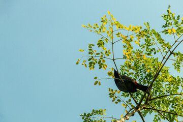 Bulbul moderate-sized, gregarious and mostly dull coloured birds