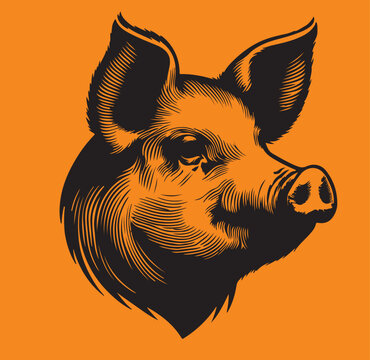 vector illustration of pig