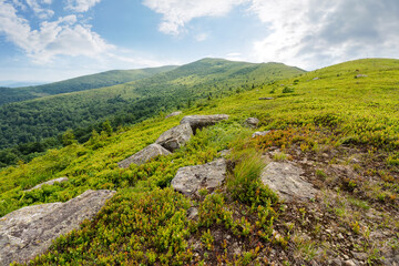 Wall Mural - stones and rocks on the slope of alpine meadow. natural environment. summer mountain landscape with 