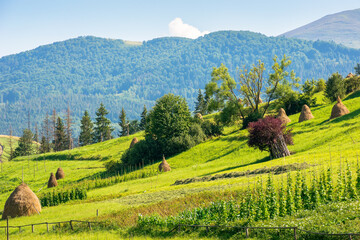 Wall Mural - haystacks on the agricultural field near the forest. natural environment. rural landscape at the foo