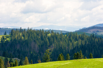 Wall Mural - hillside of mountain range with coniferous forest and grassy meadow. outdoor adventure. sunny day in
