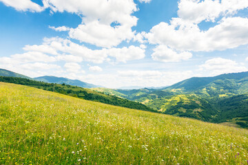 Wall Mural - scenery with alpine field in summer. pasture on the hillside. herbs among the grass. rolling carpath