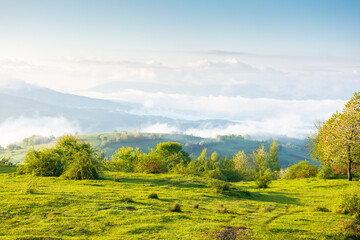 Wall Mural - alpine green meadows of carpathian landscape in springtime. mountainous countryside of ukraine with 