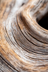 Poster - Intricate Natural Patterns: A Closeup Exploration of Wood's Unique Texture and Organic Beauty
