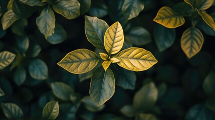 Aufkleber - A flourishing green plant with subtle yellow shading on its leaves, captured in soft natural light.