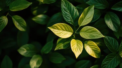 Aufkleber - A flourishing green plant with subtle yellow shading on its leaves, captured in soft natural light.