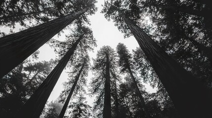 Poster - Redwood grove silhouette with a mix of towering giants and smaller trees, strong vertical presence, striking black and white contrast 
