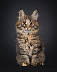 Poster - Impressive black tabby tortie Maine Coon cat kitten, sitting up facing front. Looking curious towards camera with cute head tilt. Isolated on a black background.