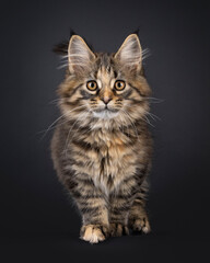 Poster - Impressive black tabby tortie Maine Coon cat kitten, walking towards viewer. Looking curious towards camera. Isolated on a black background.