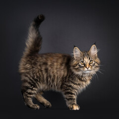 Poster - Impressive black tabby tortie Maine Coon cat kitten, standing side ways. Looking curious towards camera. Isolated on a black background.
