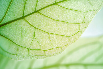 Wall Mural - vertical geen leaf close up texture. natural green leaf for background.