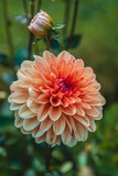 Vibrant dahlia blossom flourishing in a serene garden setting