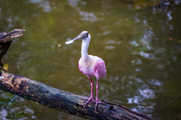 Wall Mural - roseate spoonbill