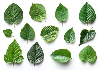 Poster - Diverse Collection of Fresh Green Leaves Displayed on a White Background for Nature and Botanical Illustrations in High Resolution