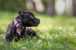 © Sabriel Smutný - Staffordshire Bull Terrier black puppy lying